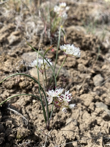 Allium macrum — photo