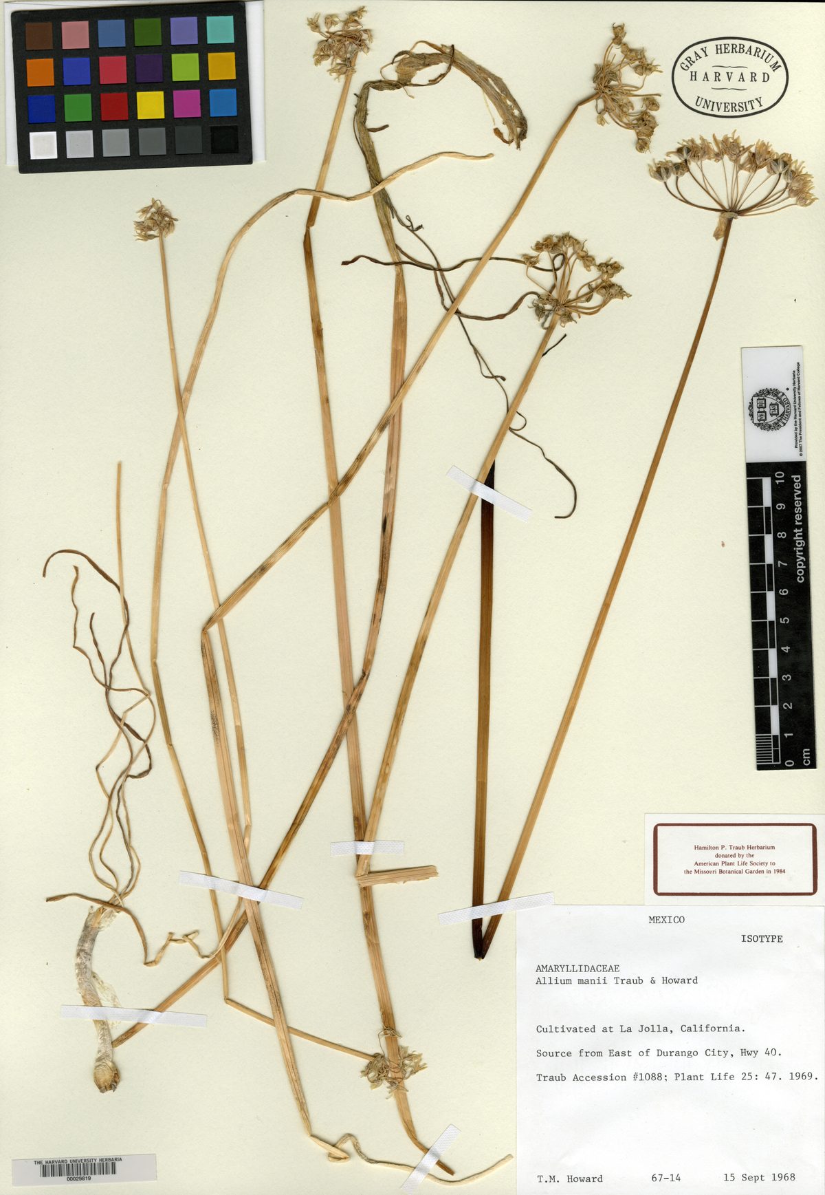 Allium mannii