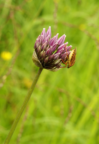 Allium maximowiczii (White ornamental onion) — photo