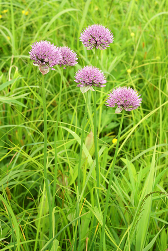 Allium maximowiczii (White ornamental onion) — photo