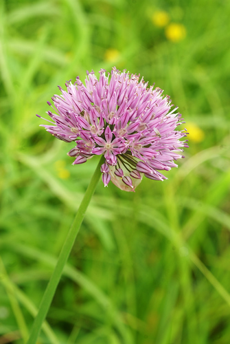 Allium maximowiczii