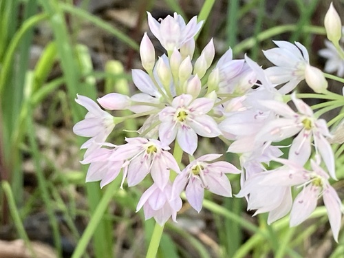 Allium membranaceum (Papery onion) — photo