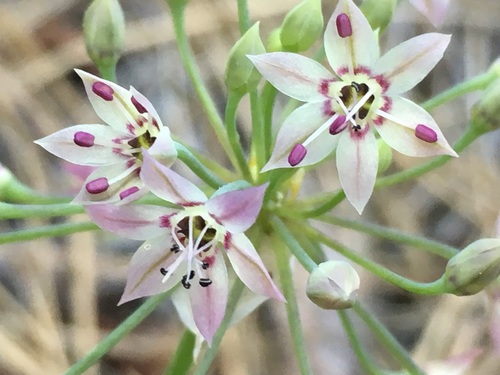 Allium membranaceum (Papery onion) — photo