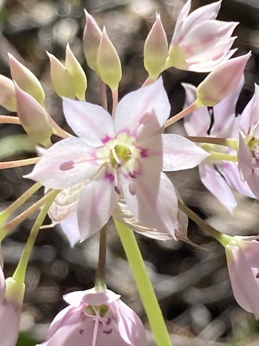 Allium membranaceum