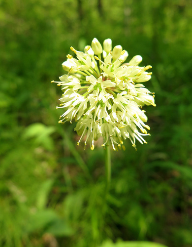 Allium microdictyon — photo