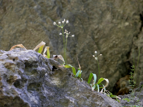 Allium moly (Golden garlic) — photo