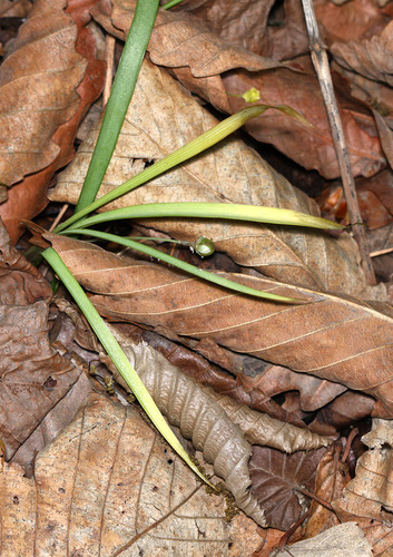 Allium monanthum (Korean wild chive) — photo