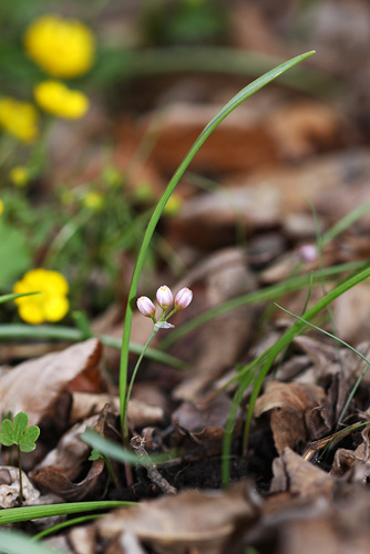 Allium monanthum (Korean wild chive) — photo