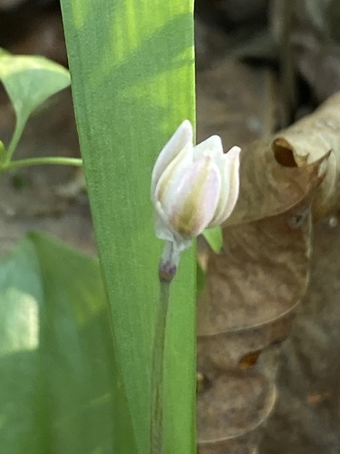 Allium monanthum