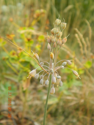 Allium montanum (Planinski luk) — photo