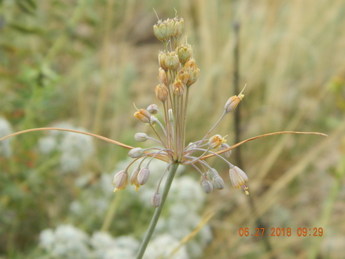 Allium montanum (Planinski luk) — photo
