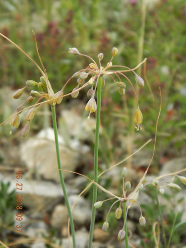Allium montanum