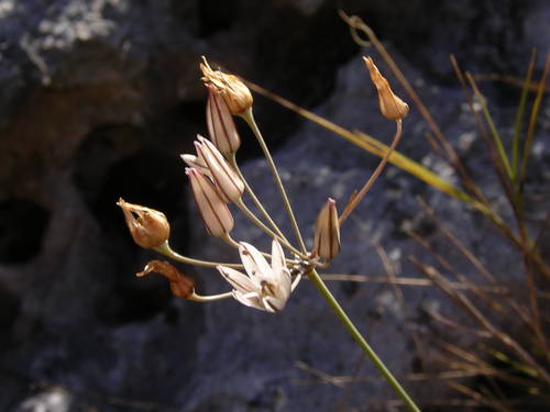 Allium moschatum (Muscat garlic) — photo