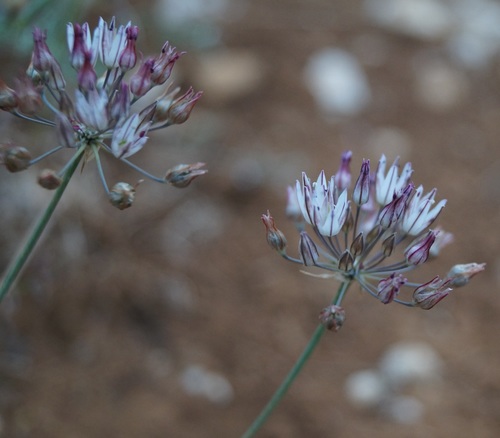 Allium moschatum (Muscat garlic) — photo