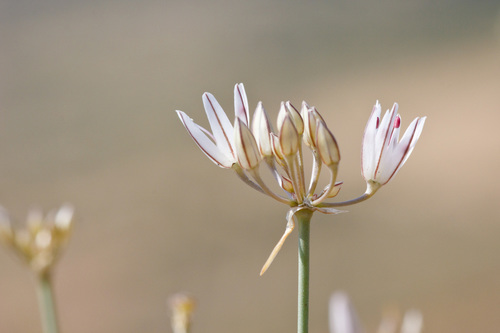 Allium moschatum