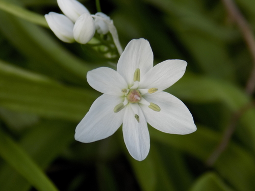 Allium neapolitanum (Naple’s garlic) — photo