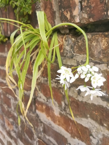 Allium neapolitanum (Naple’s garlic) — photo