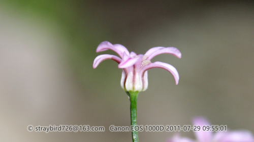 Allium neriniflorum (Senghus) — photo