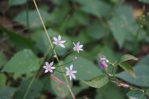 Allium neriniflorum (Senghus) — photo