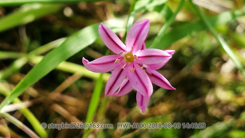 Allium neriniflorum
