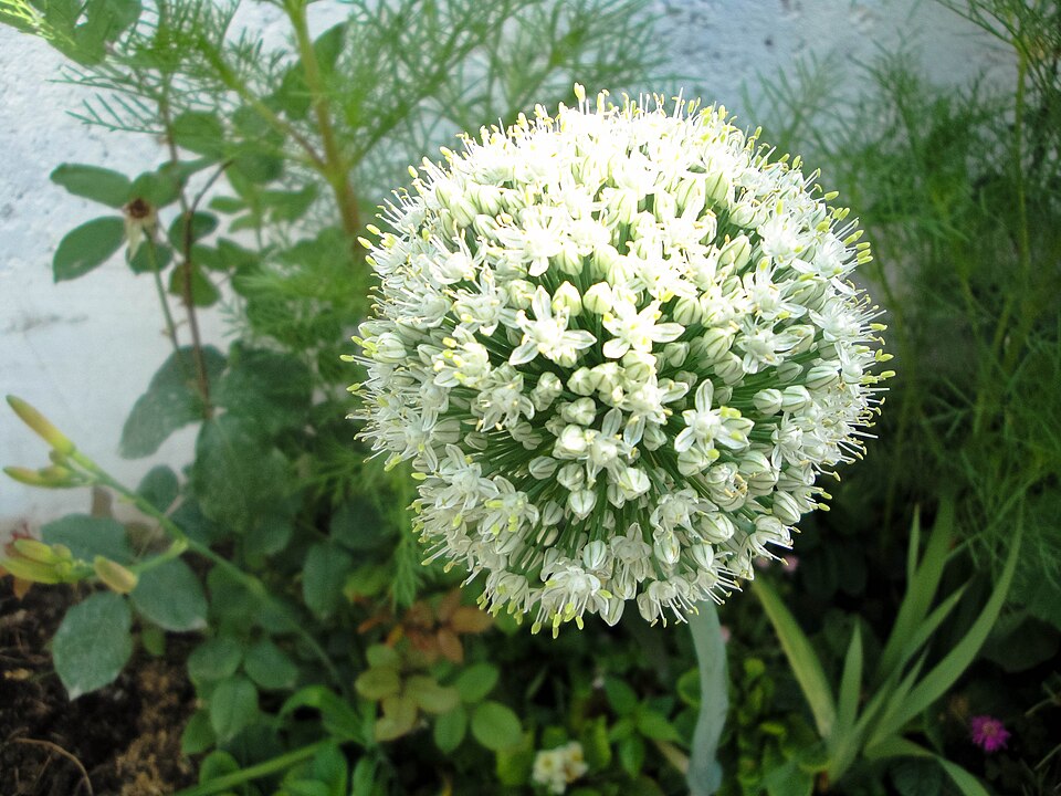 Allium nigritanum