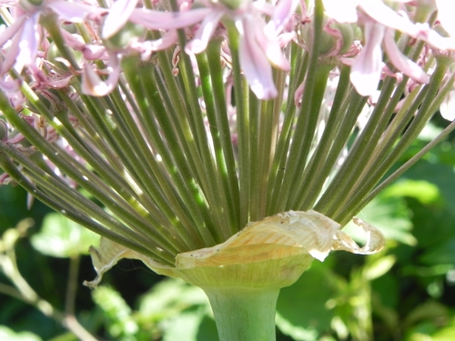 Allium nigrum (Black garlic) — photo
