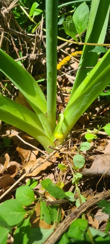 Allium nigrum (Black garlic) — photo