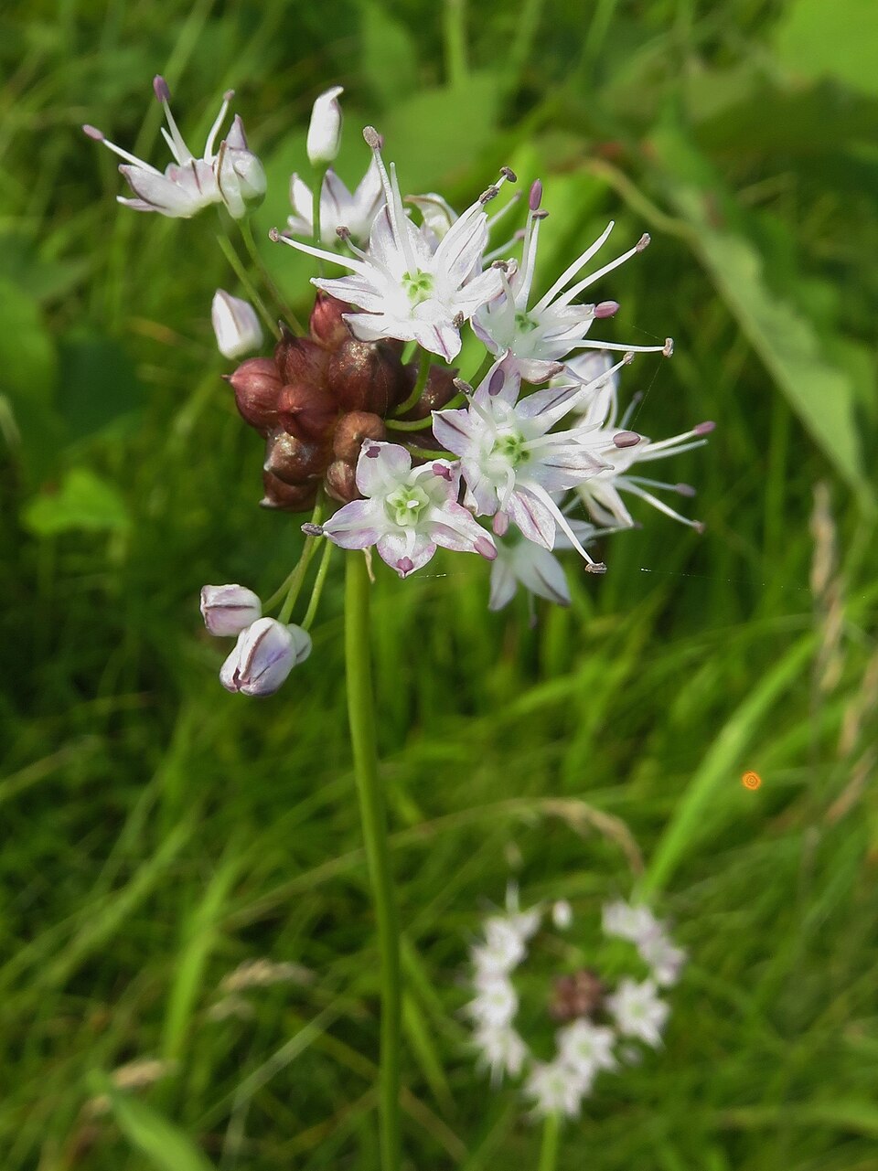 Allium nipponicum — photo
