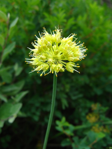 Allium obliquum (Twistedleaf garlic) — photo