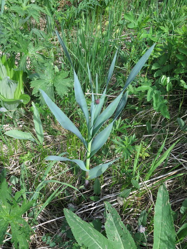 Allium obliquum (Twistedleaf garlic) — photo