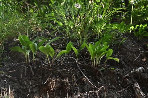 Allium ochotense (Siberian onion) — photo