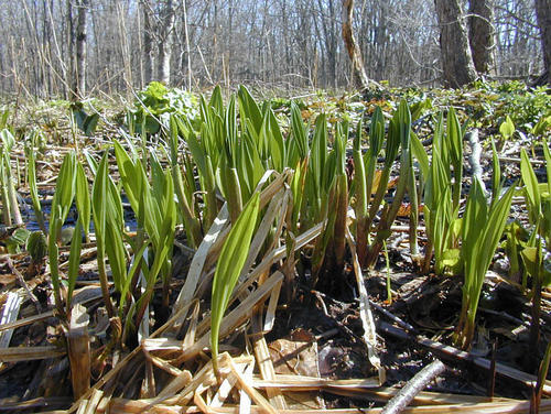 Allium ochotense