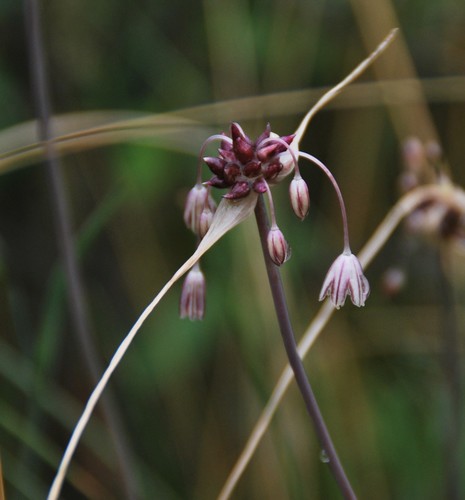 Allium oleraceum (Field garlic) — photo