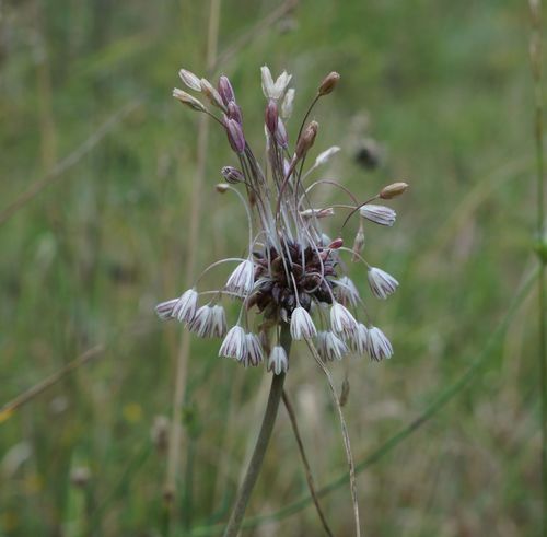 Allium oleraceum (Field garlic) — photo