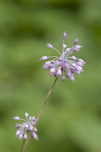 Allium olympicum (Allolyoly) — photo