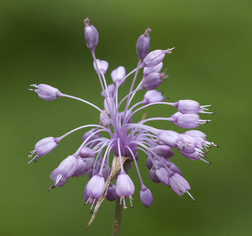 Allium olympicum (Allolyoly) — photo