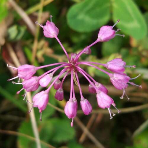 Allium olympicum
