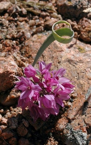 Allium oreophilum (Pink lily leek) — photo