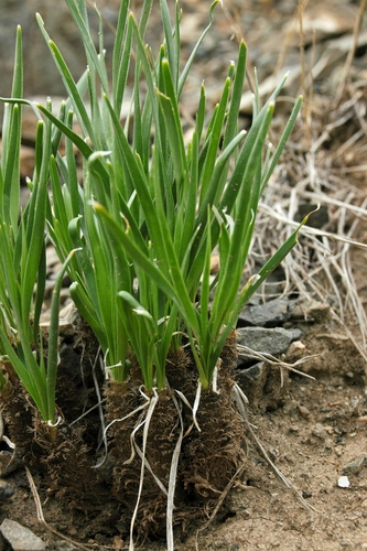 Allium oreoprasum (Lungho) — photo