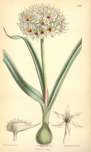 Allium orientale (Oriental onion) — photo