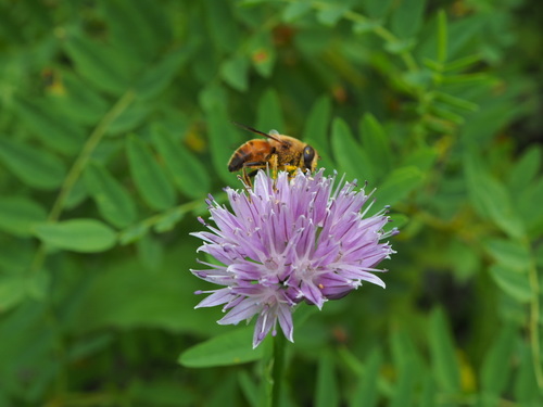 Allium orientale (Oriental onion) — photo