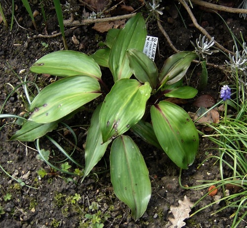 Allium ovalifolium — photo