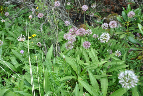 Allium ovalifolium