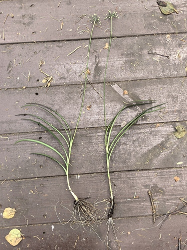 Allium paepalanthoides — photo