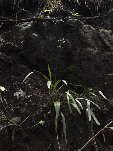 Allium paepalanthoides
