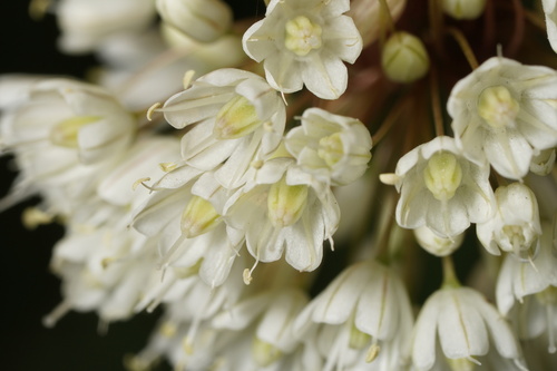 Allium pallens — photo