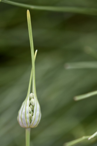 Allium pallens — photo