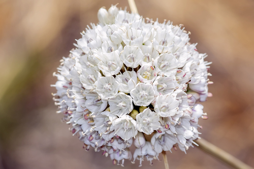 Allium pallens