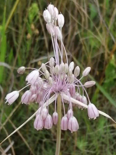 Allium paniculatum (Mediterranean onion) — photo