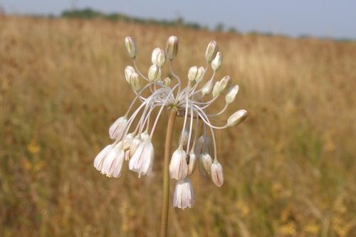 Allium paniculatum (Mediterranean onion) — photo